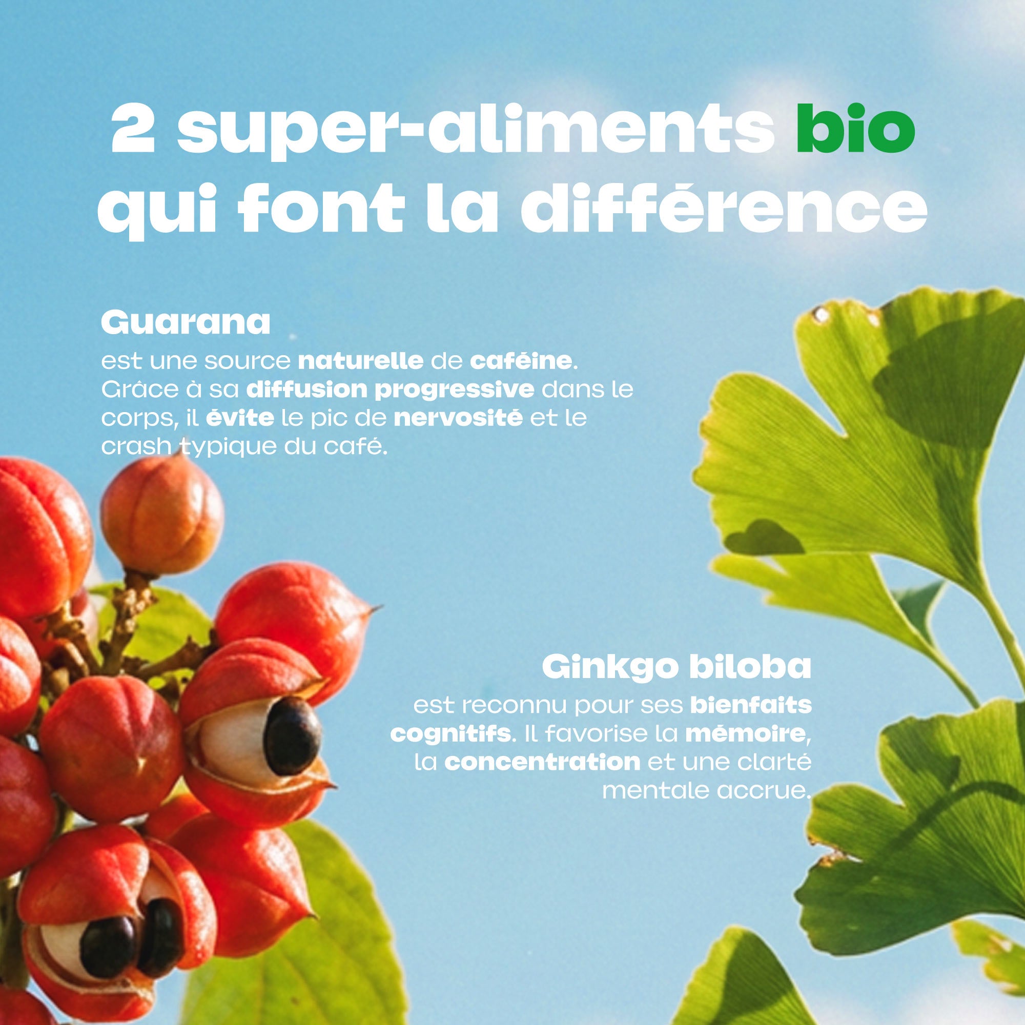 Pack découverte Buddy, superaliments guarana et ginkgo biloba bio